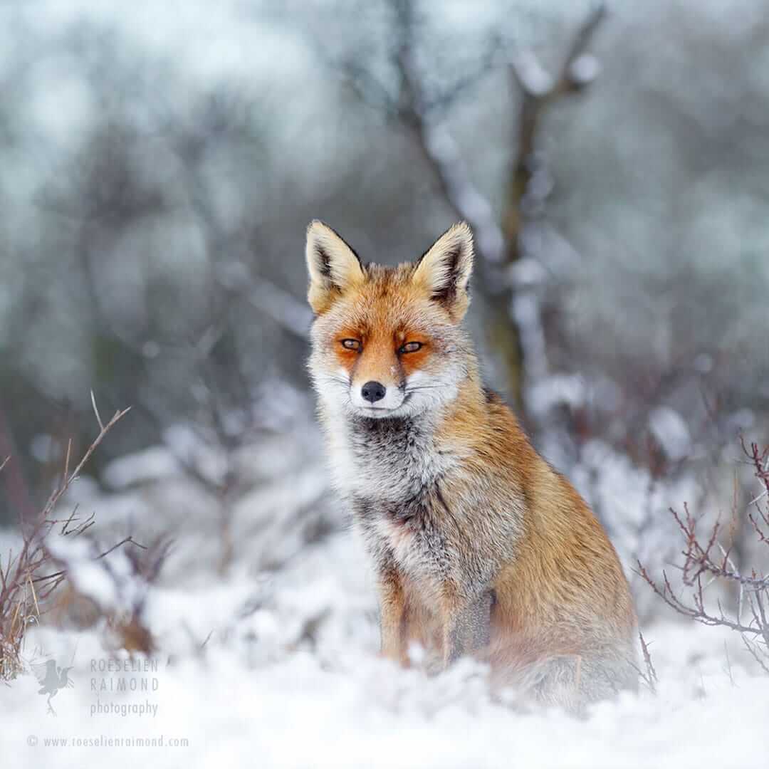 草地上的狐狸野生动物图片_蛙客网viwik.com