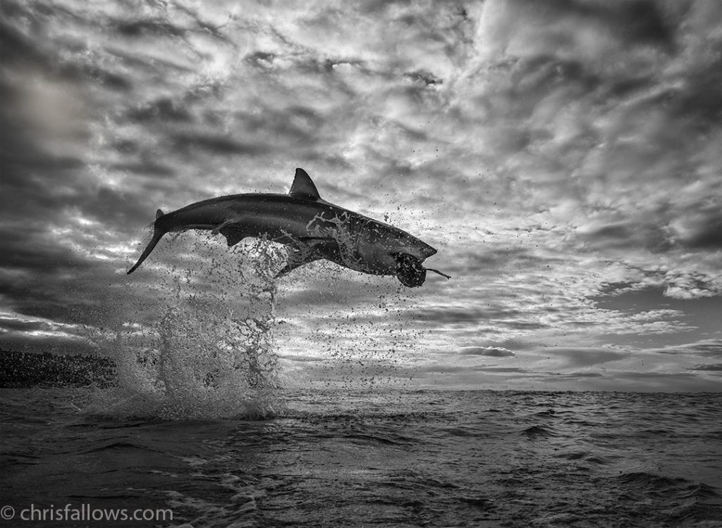 great white shark photo chris　fallows