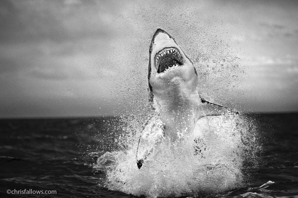 great white shark photo chris　fallows