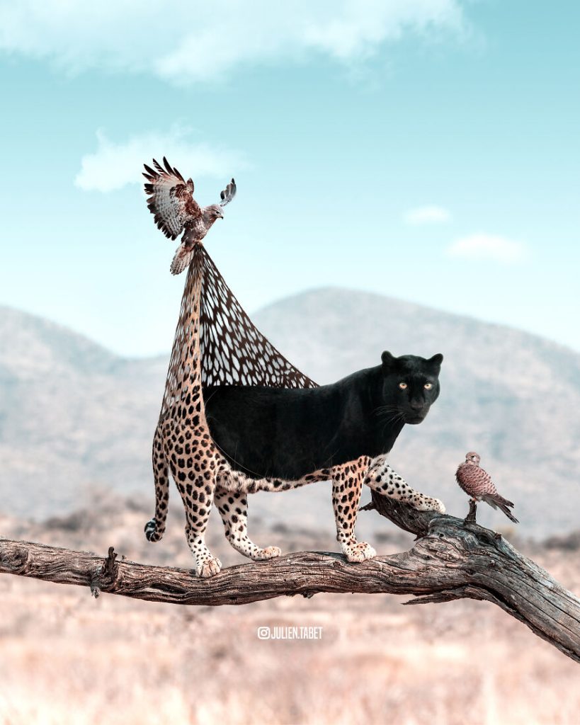 Julien Tabet　動物超現實數位圖像
